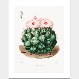 Elephant's Tooth Cactus (Mammillaria Elephantidens) from Iconographie descriptive des cactées by Charles Antoine Lemaire (1801–1871). Posters and Art